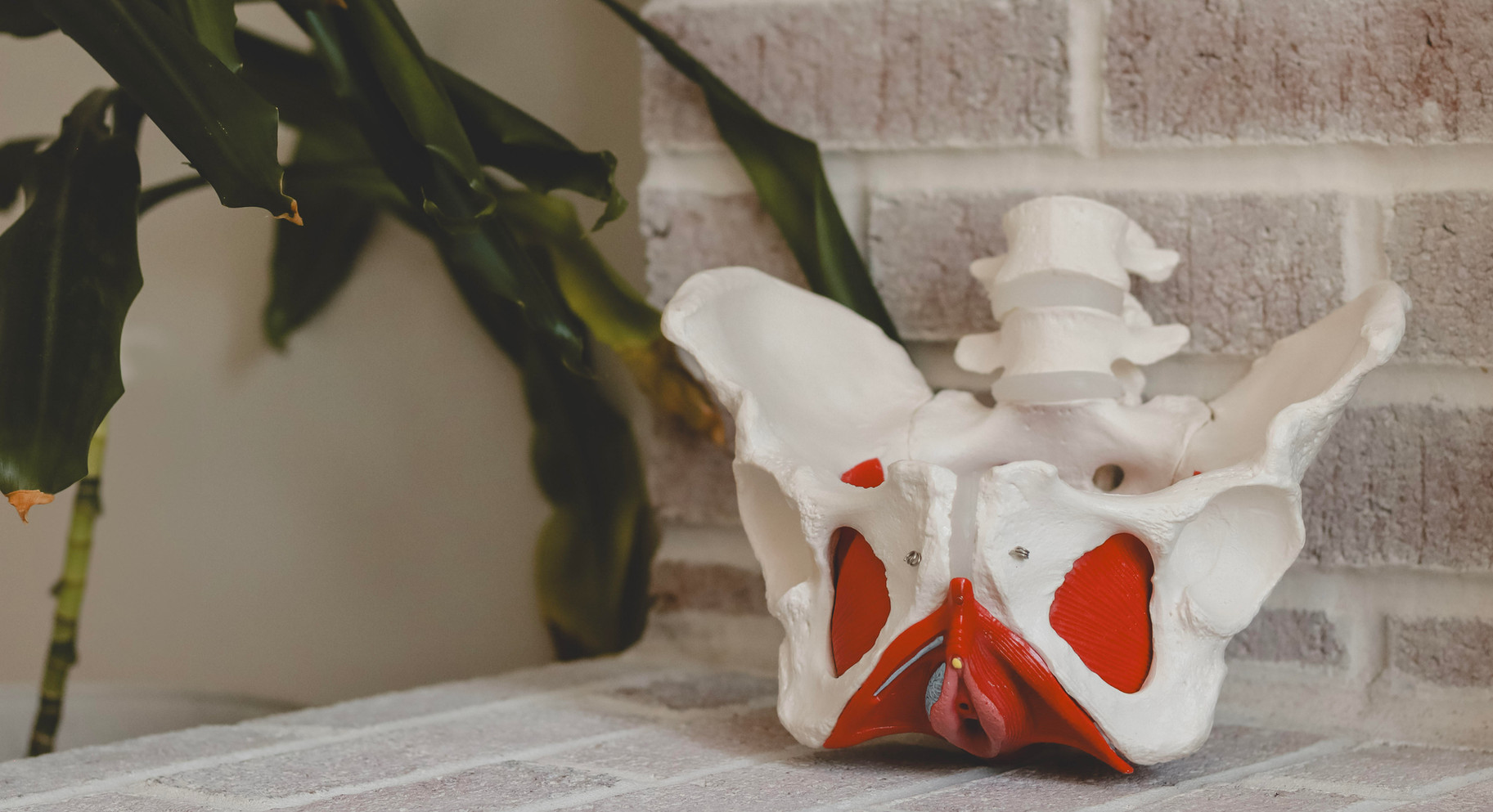 Anatomical model of the pelvis and lower spine showing the pelvic floor muscles